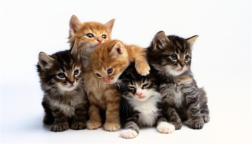Il gatto è uno dei migliori amici dell'uomo Il gatto è uno dei migliori amici dell'uomo
